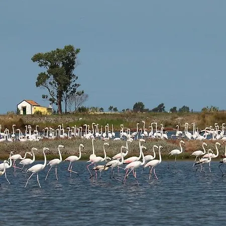 Rosa D'aveiro شقة *